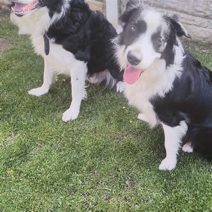 Andrew Bachelor Biography, Age, Height, Wife, Net Worth, Family