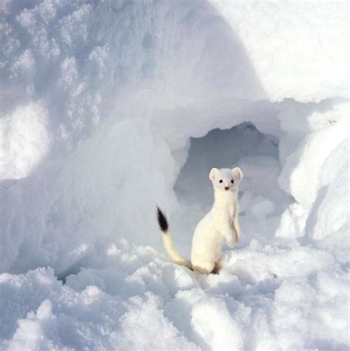 Ed Cesar Biography, Age, Height, Wife, Net Worth, Family