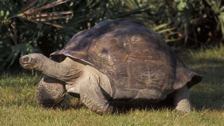 Ron Magill Biography, Age, Height, Wife, Net Worth, Family