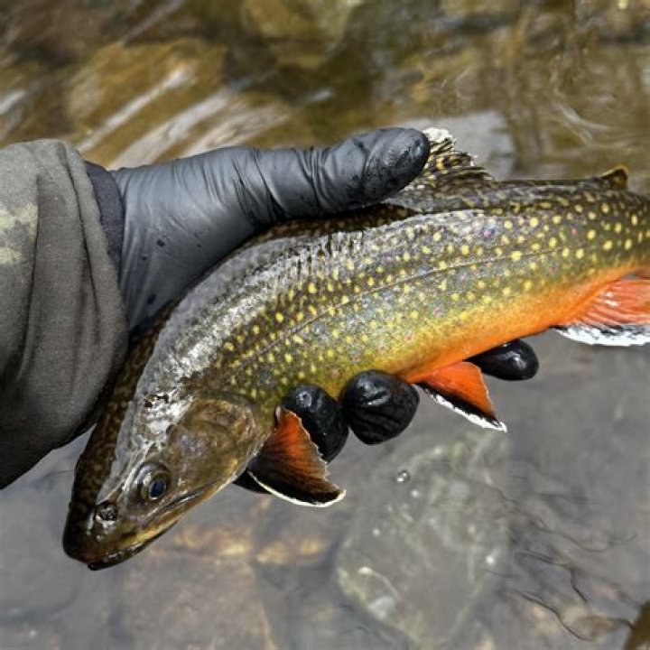 Tiny Brooks Biography, Age, Height, Husband, Net Worth, Family