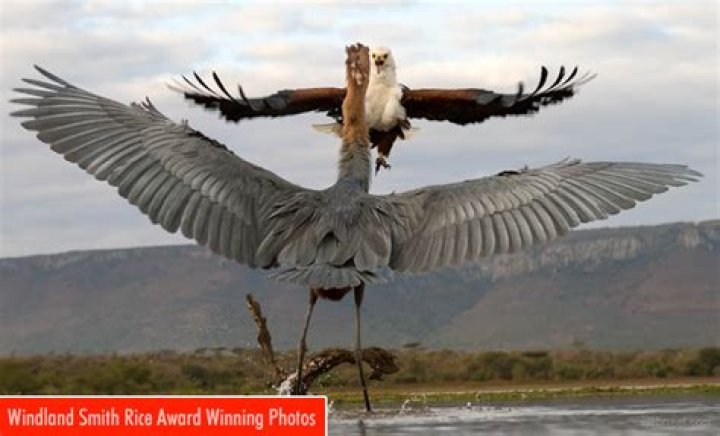 Windland Smith Rice Biography, Age, Height, Husband, Net Worth, Family